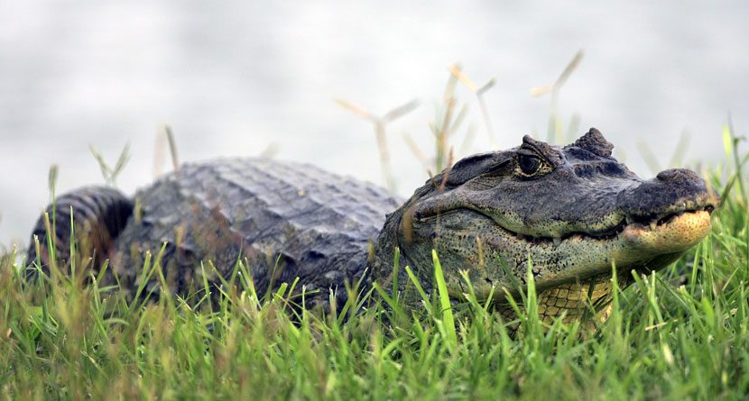 Video: Former NHL Star Tries To Tackle Alligator On Golf Course