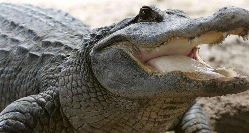 1,000-Pound Alligator Caught, Golfers Everywhere Rejoice
