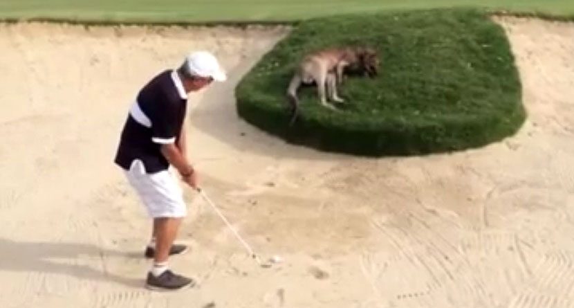 Hopping Hazard: Golfer Hits Shot Over Sun-Bathing Kangaroo