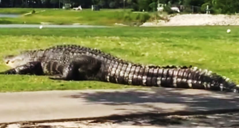 Another Video Of That Giant Florida Alligator Surfaces