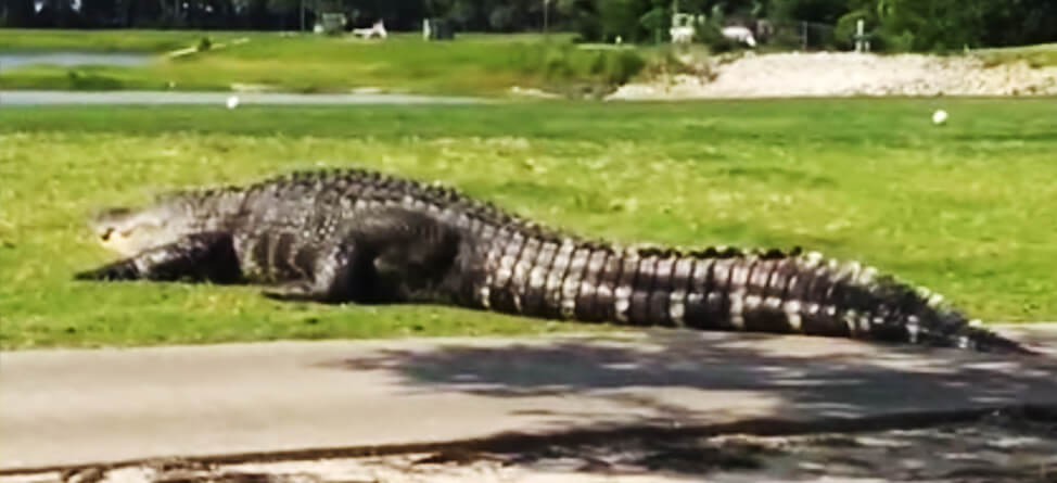 Another Video Of That Giant Florida Alligator Surfaces