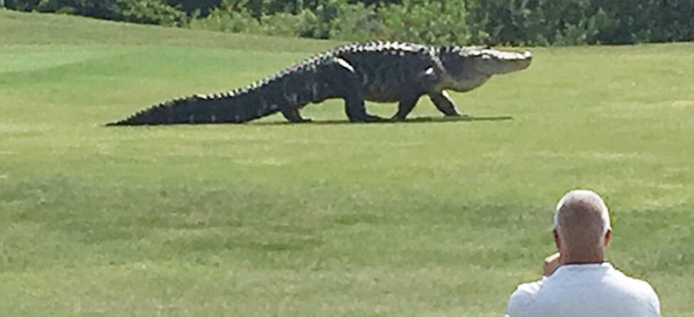 Monster Gator Roams Florida Golf Course