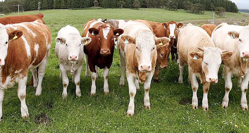 Rampaging Cattle Destroy Popular Irish Golf Course