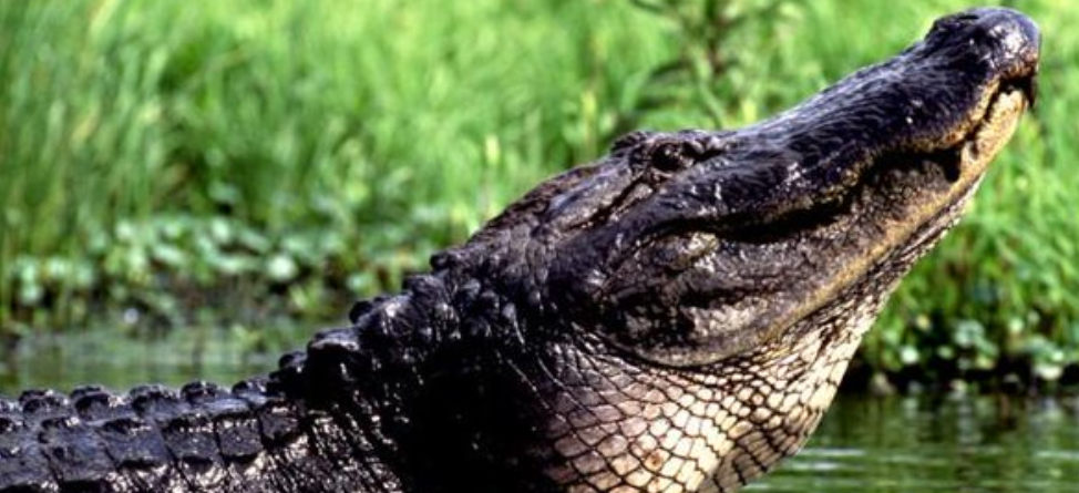 11-Foot Gators Brawl On Golf Course