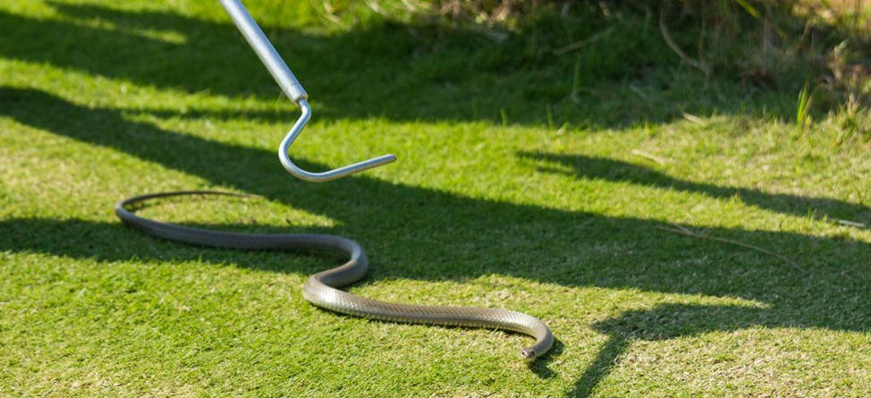 Watch: Snakes On Rio’s Golf Course