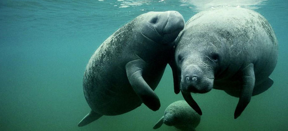 How Do Manatees Get To A Golf Course?