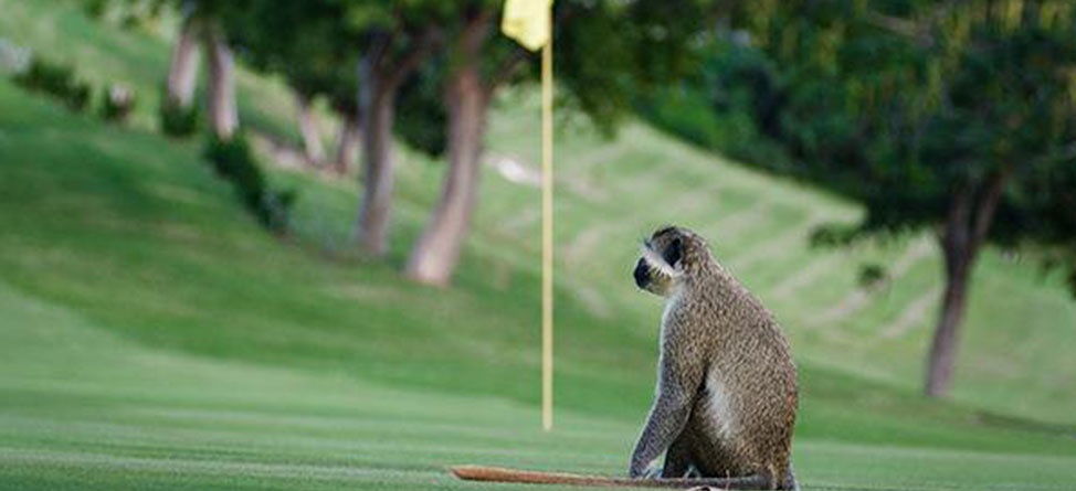 Monkeys Attack Golfers During Their Round