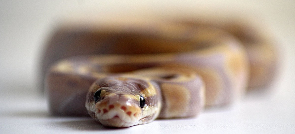 Six-Foot Python Shows Up To PGA Tour Event