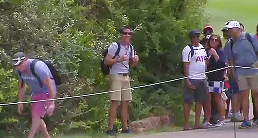 Fan Miscalculates Step, Hilariously Falls Into Bushes