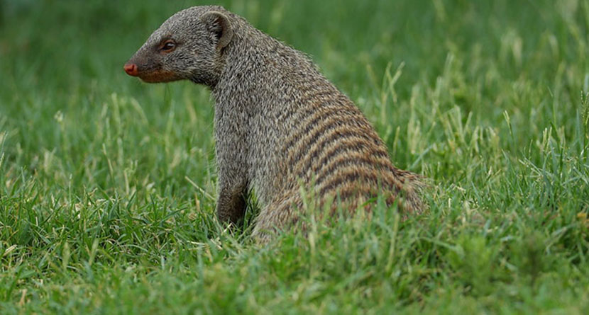 Pack Of Mongoose Invade Tour Course, Spare Golf Ball