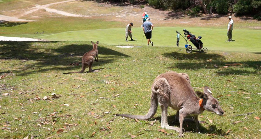 Kangaroos, Tourists Invade Australian Golf Course