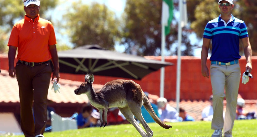 Watch: Kangaroos Delay Play At ET Event