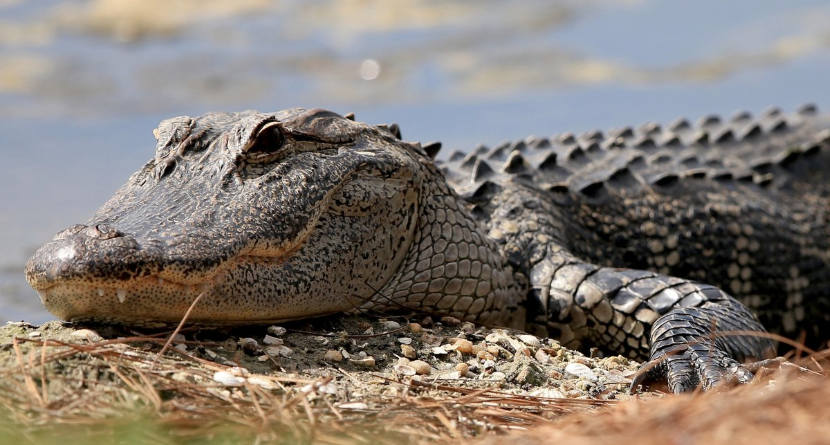 Florida Golfer Rescues Dog From Gator Attack