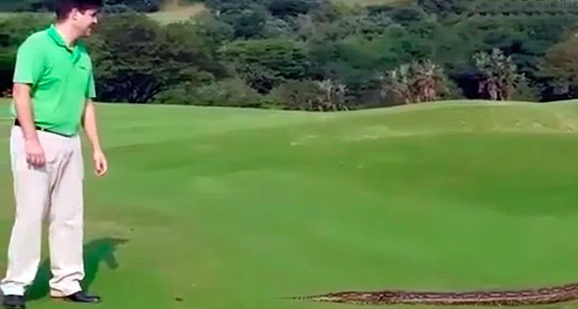 Gigantic Python Invades South African Golf Course