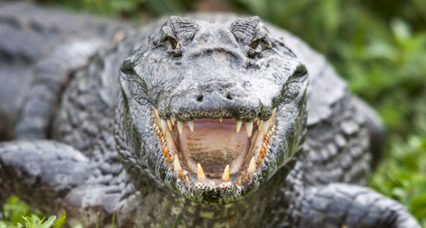 Golf Ball Diver Attacked By Massive Alligator