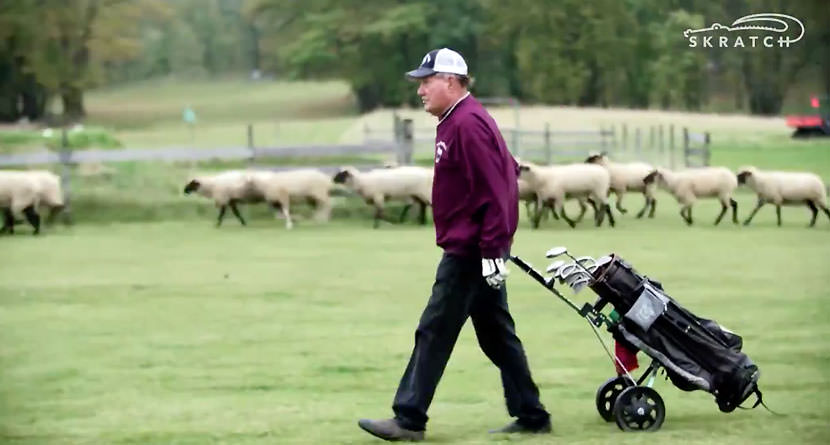 Skratch Presents “Sheep Golf”