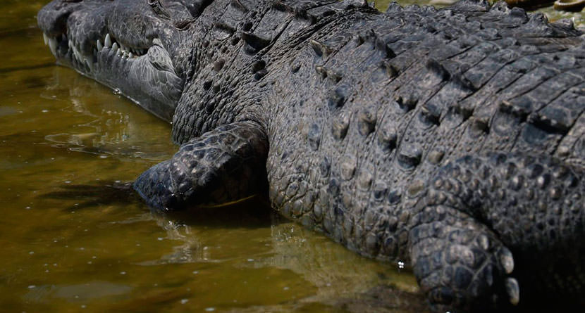 Crocodile Forces Luiten to Take Unplayable Lie