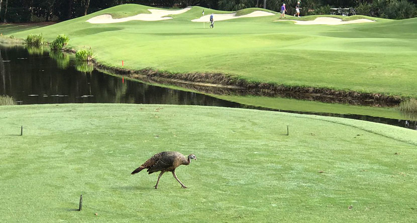 Rogue Turkey Wreaking Havoc on Golfers