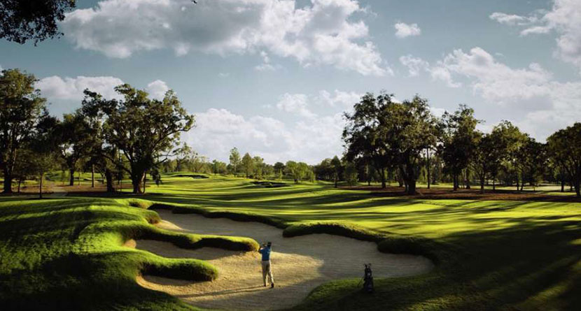 Fallen Oak at Beau Rivage