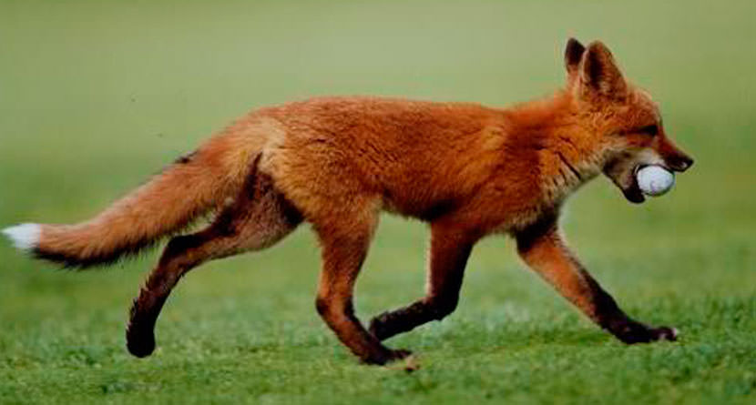 Fox Steals Golf Ball After Amateur Hits Shot