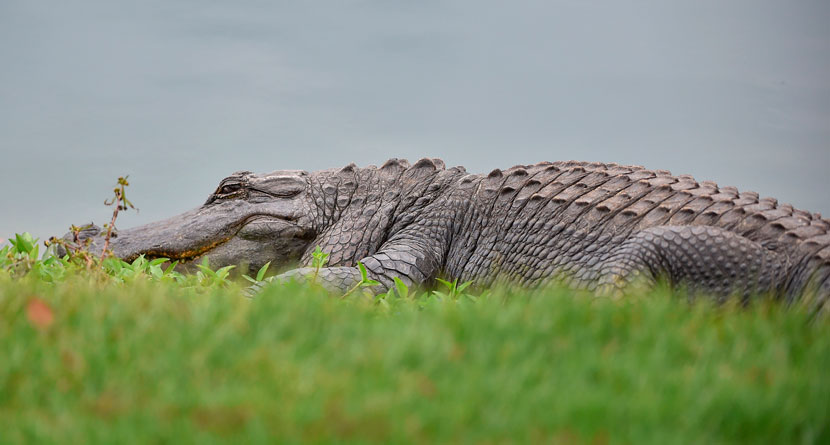 Woman Killed By Alligator Near PGA Tour Stop