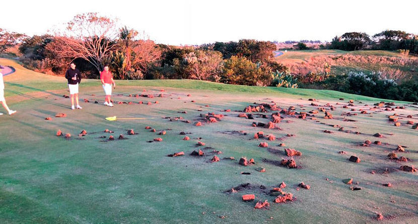 Vandals Damage Greens Week Of Tour Event