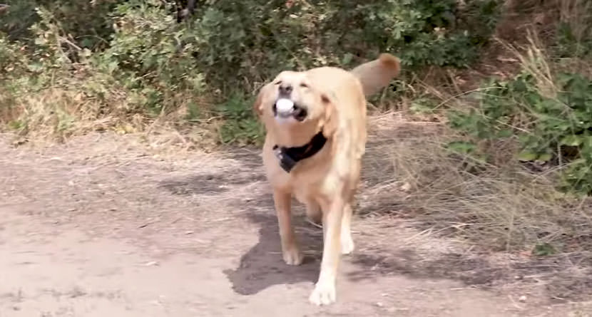 Rescue Dog Has Recovered Thousands Of Golf Balls