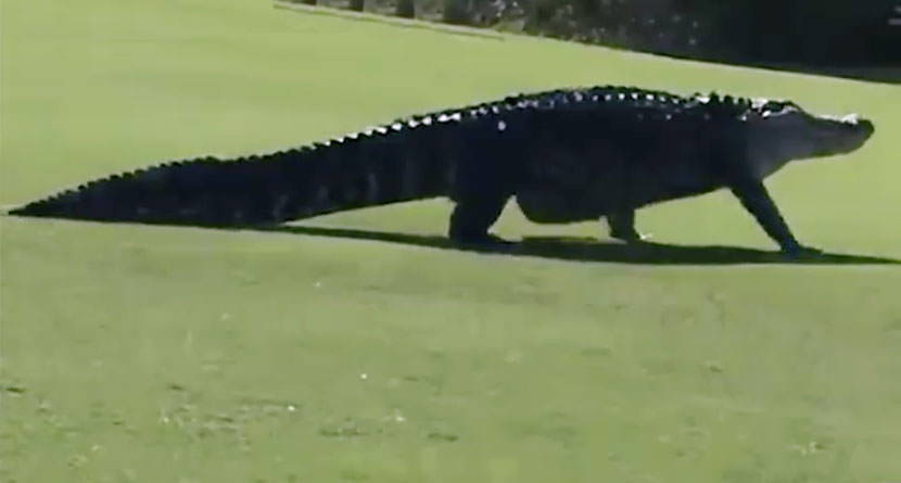 Enormous Alligator Halts Play At Golf Course