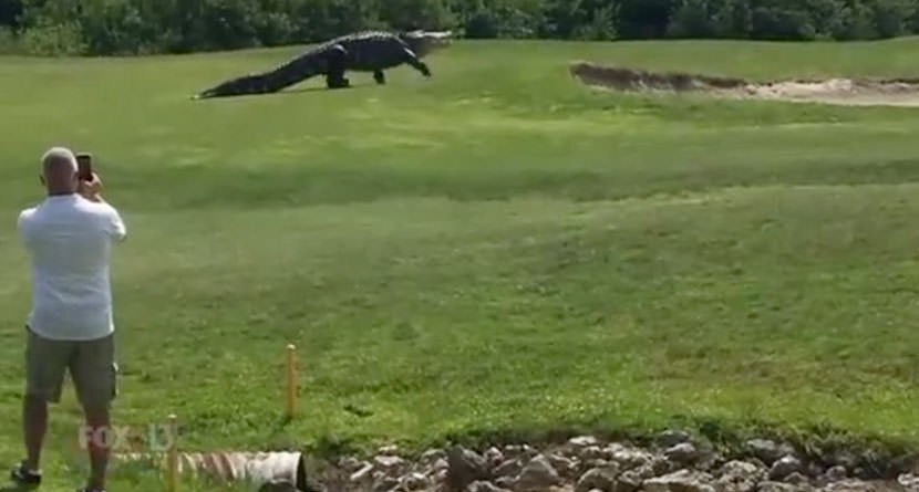 Giant 15-Foot Alligator Spotted At Florida Course