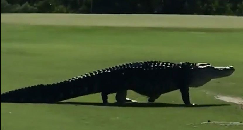 10 Reptiles Invading The Golf Course