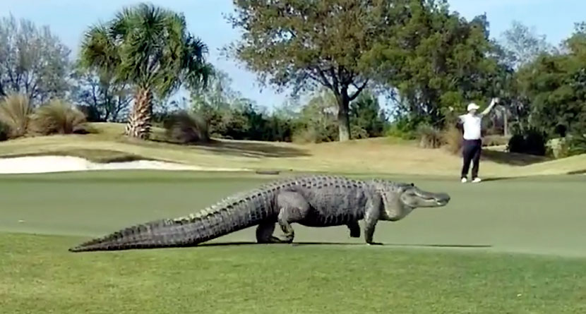 Giant Gator Interrupts Golfers’ Round In Georgia