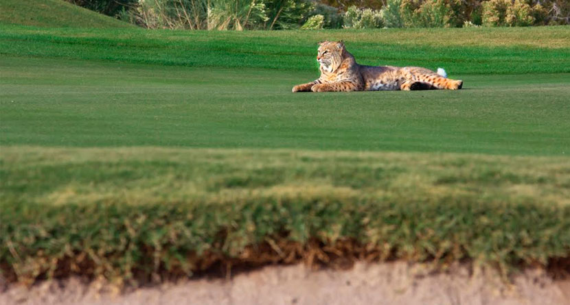 Bobcat Attacks Connecticut Golfer On The Course