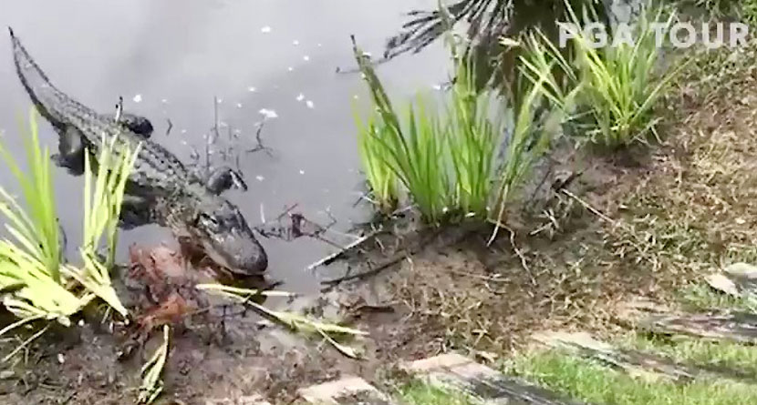 Alligator Eats Snake At Zurich Classic Of New Orleans