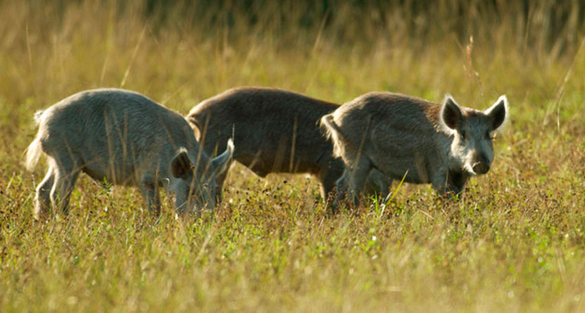 Feral Hogs Wreaking Havoc On Texas Golf Course