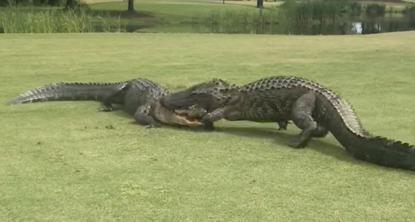 Two Gators Battle In 18th Fairway Of S.C. Course
