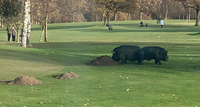Pigs Invade English Course, Attack Golfer & Greenskeeper