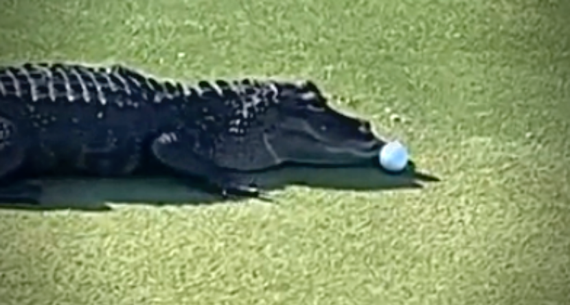 Gator Steals Ball At Florida Course