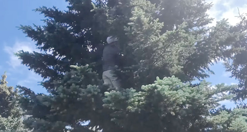 WATCH: Canadian Mid-Am Climbs Tree In Attempt To Identify Lost Ball