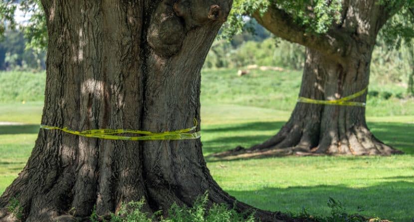 The trunks of large trees are wrapped in caution tape at the East Potomac Golf Links, Monday, Oct. 12, 2026, in Washington. (AP Photo/Mark Schiefelbein)